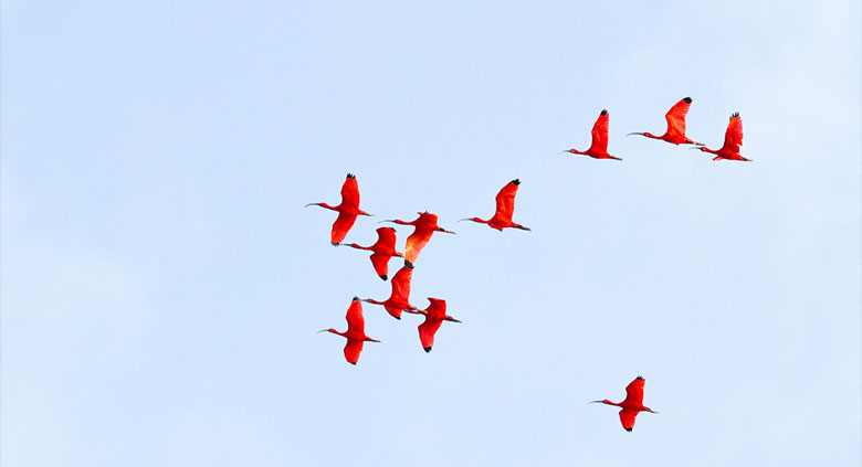 ibis-rouge-2